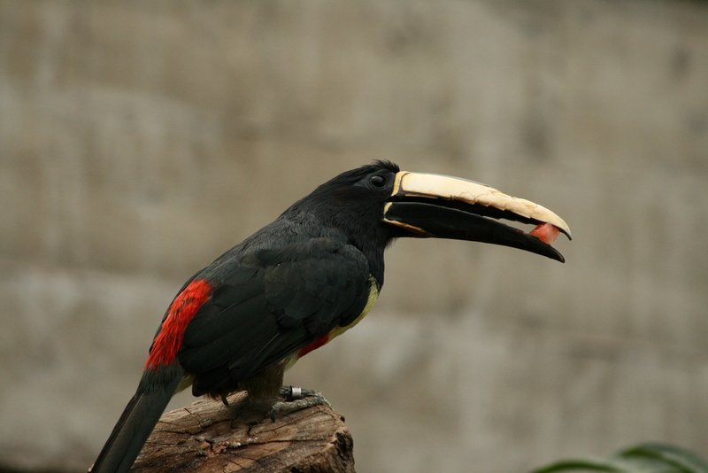 Black-necked Aracari (Pteroglossus aracari); DISPLAY FULL IMAGE.