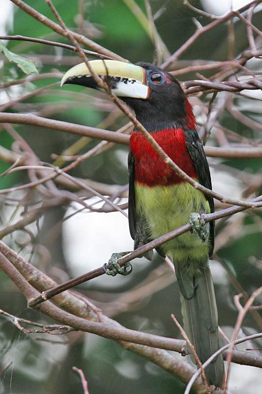 Red-necked Aracari (Pteroglossus bitorquatus) - Wiki; Image ONLY
