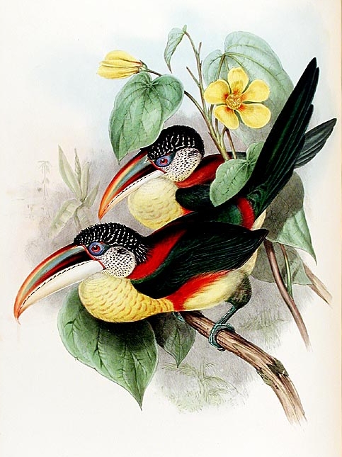 Curl-crested Aracari (Pteroglossus beauharnaesii) - Wiki; Image ONLY