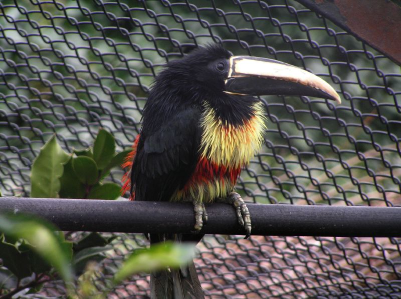 Black-necked Aracari, Pteroglossus aracari; DISPLAY FULL IMAGE.