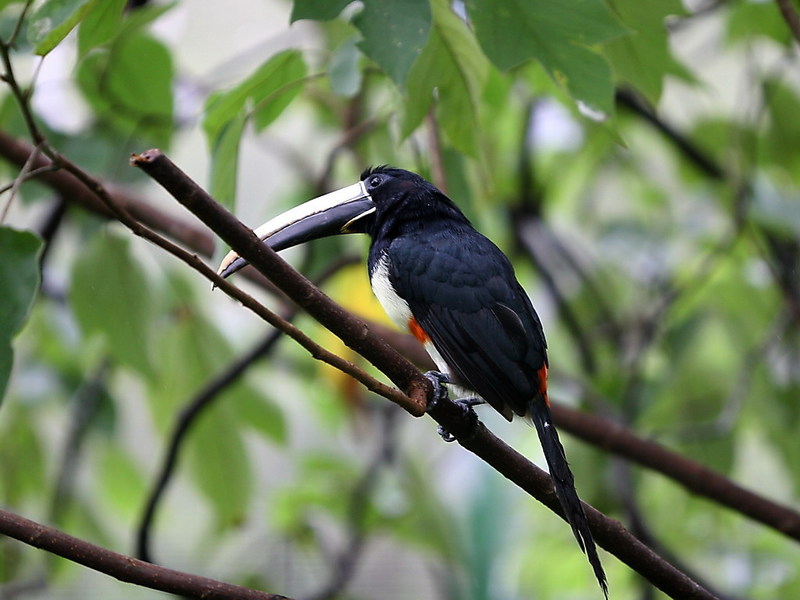 Black-necked Aracari, Pteroglossus aracari; DISPLAY FULL IMAGE.