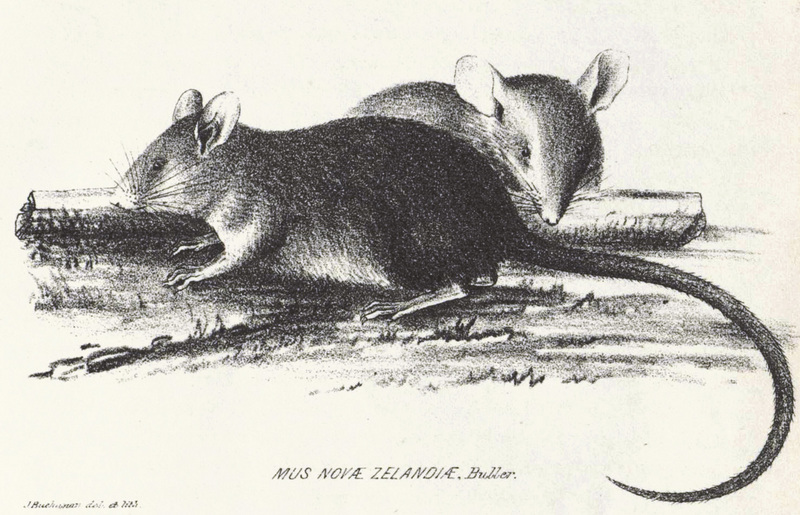 Polynesian Rat, or Pacific Rat (Rattus exulans) - Wiki; DISPLAY FULL IMAGE.
