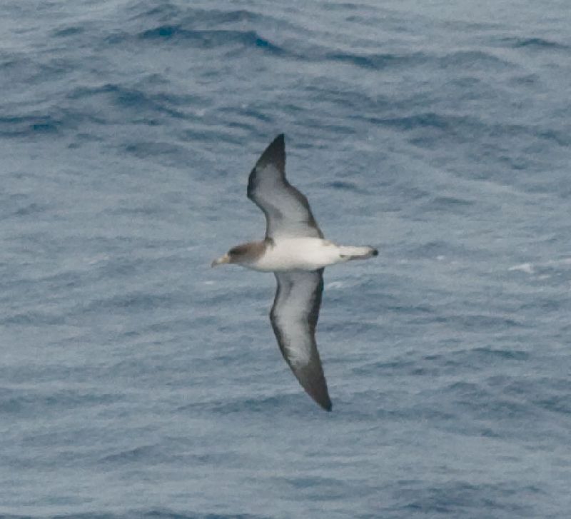 Cory's Shearwater (Calonectris diomedea) - Wiki; DISPLAY FULL IMAGE.