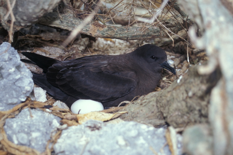 Christmas Shearwater (Puffinus nativitatis) on nest; DISPLAY FULL IMAGE.