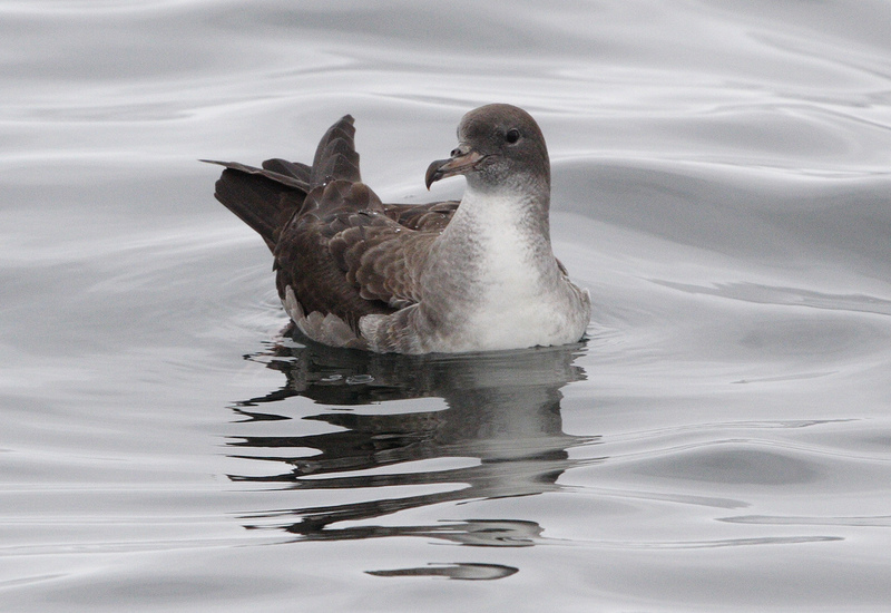 Pink-footed Shearwater (Puffinus creatopus); DISPLAY FULL IMAGE.