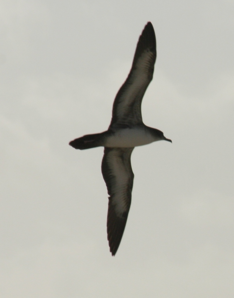 Wedge-tailed Shearwater (Puffinus pacificus) in flight; DISPLAY FULL IMAGE.