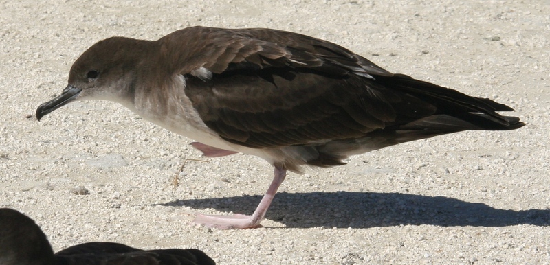 Wedge-tailed Shearwater (Puffinus pacificus) walking; DISPLAY FULL IMAGE.