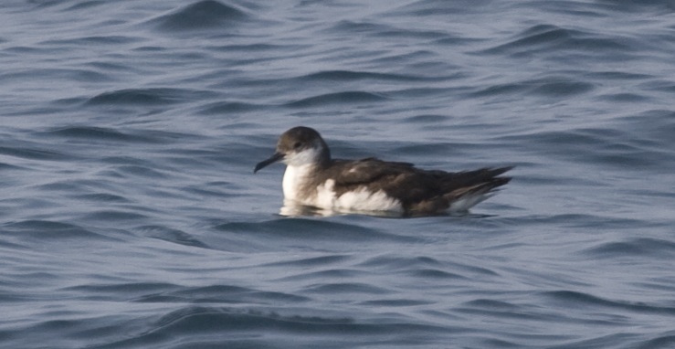 Manx Shearwater (Puffinus puffinus) floating; Image ONLY
