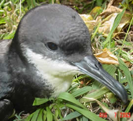 Newell's Shearwater (Puffinus newelli) - Wiki; Image ONLY