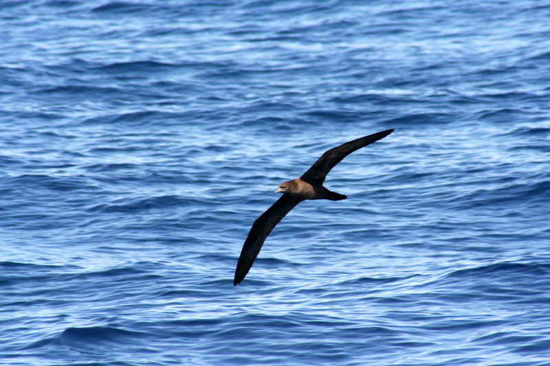 Flesh-footed Shearwater (Puffinus carneipes) - Wiki; DISPLAY FULL IMAGE.