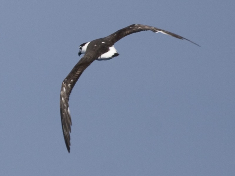Gadfly Petrel (Genus: Pterodroma) - Wiki; DISPLAY FULL IMAGE.