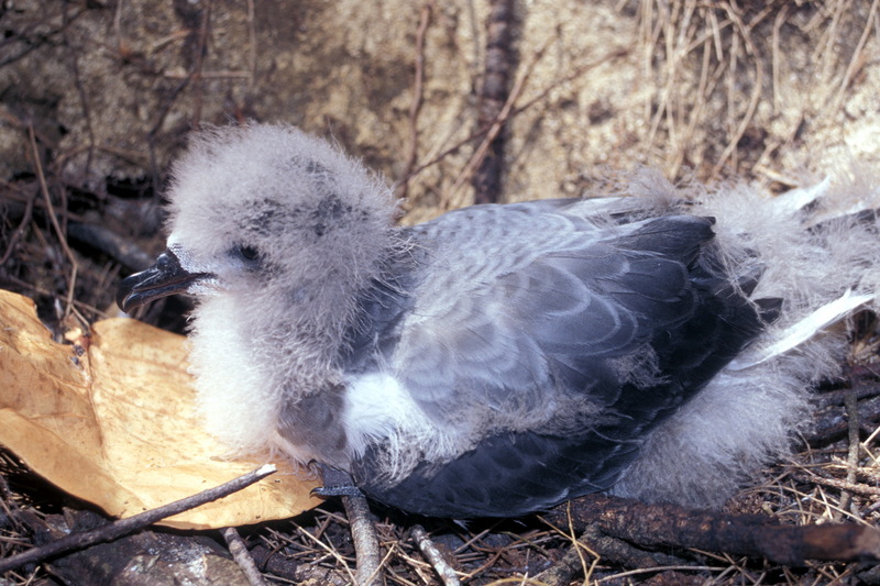 Bonin Petrel (Pterodroma hypoleuca) chick; DISPLAY FULL IMAGE.