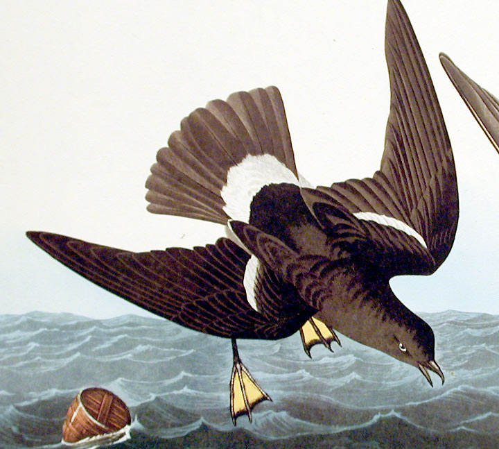 Storm-petrel (Family: Hydrobatidae) - Wiki; Image ONLY