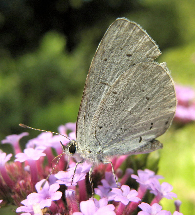 Holly Blue Butterfly (Celastrina argiolus) bottom; DISPLAY FULL IMAGE.