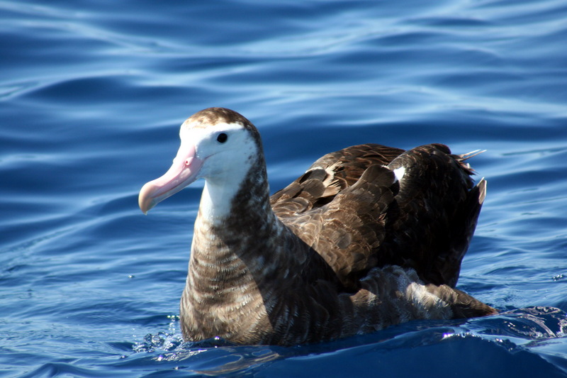 Antipodean Albatross (Diomedea antipodensis) - Wiki; DISPLAY FULL IMAGE.