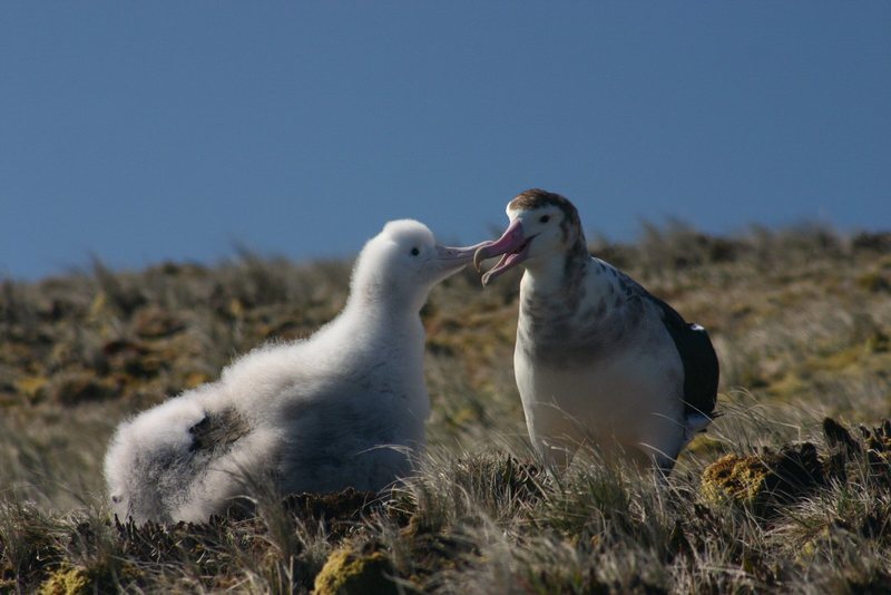 Amsterdam Albatross (Diomedea amsterdamensis) - Wiki; DISPLAY FULL IMAGE.