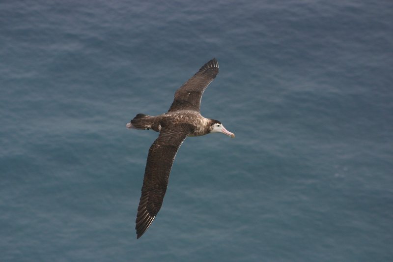 Amsterdam Albatross (Diomedea amsterdamensis) in flight; DISPLAY FULL IMAGE.