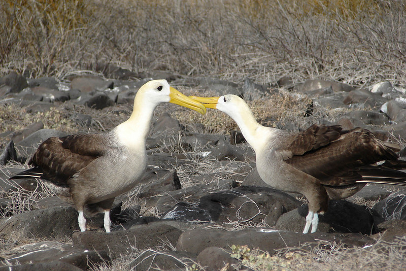 Waved Albatross (Phoebastria irrorata) pair; DISPLAY FULL IMAGE.