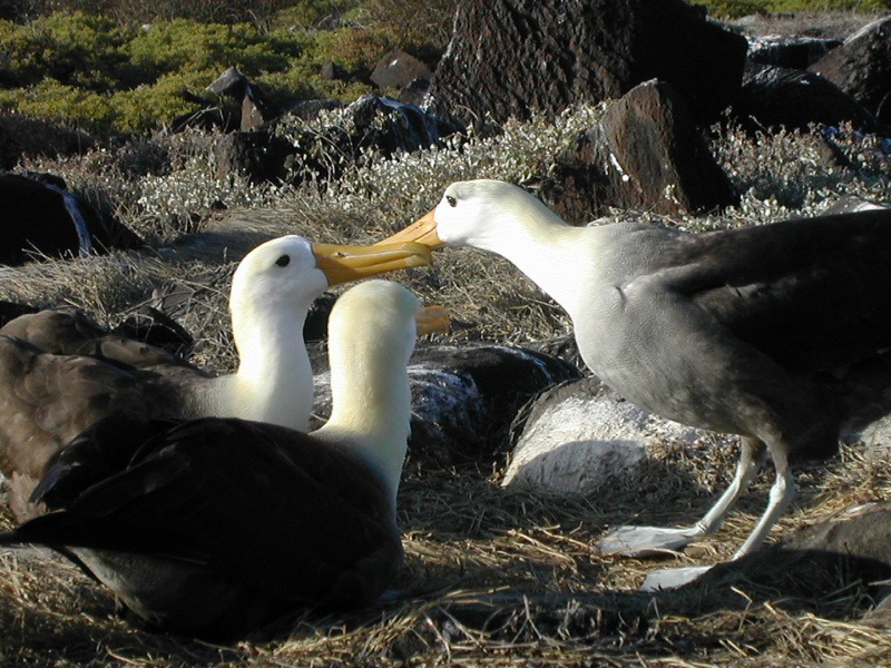 Waved Albatross (Phoebastria irrorata) nesting team; DISPLAY FULL IMAGE.