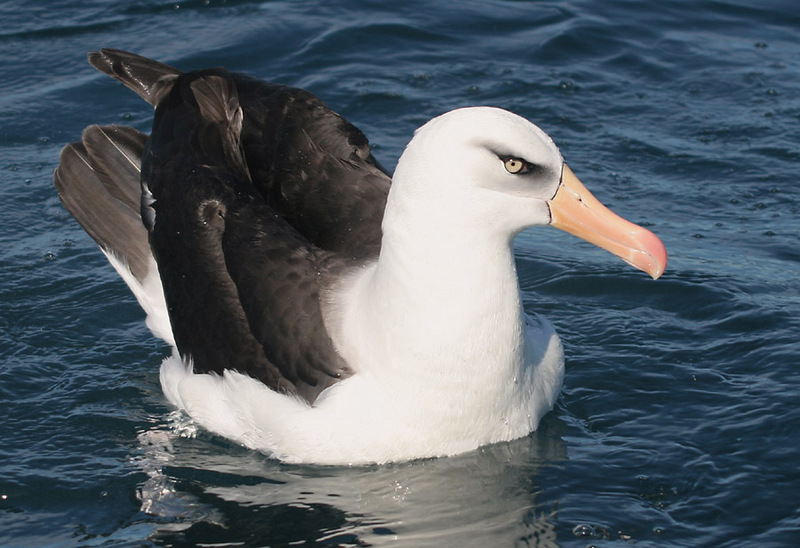 Campbell Albatross (Thalassarche impavida) - Wiki; DISPLAY FULL IMAGE.