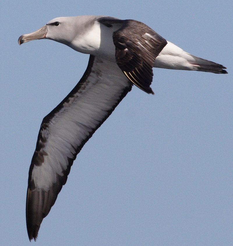 Salvin's Albatross (Thalassarche salvini) in flight; DISPLAY FULL IMAGE.