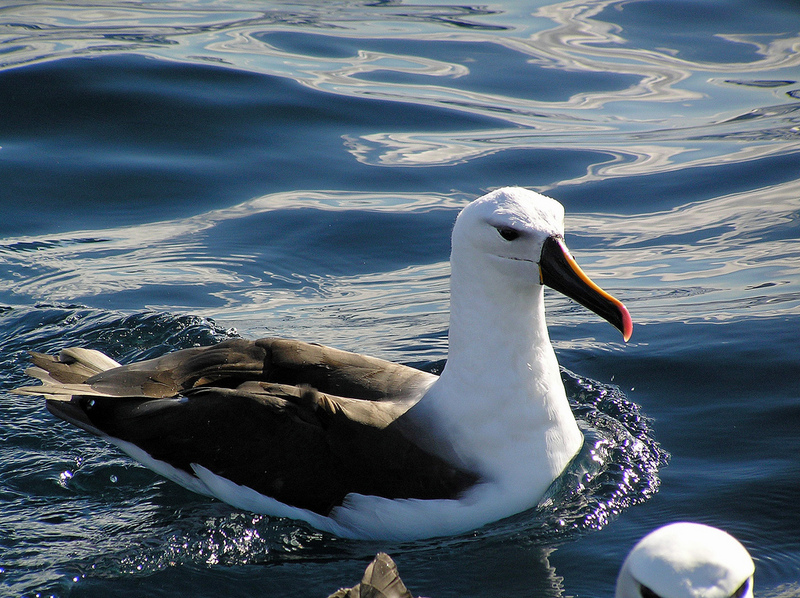Atlantic Yellow-nosed Albatross (Thalassarche chlororhynchos) floating; DISPLAY FULL IMAGE.
