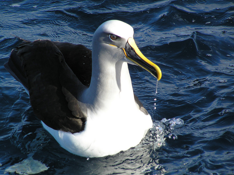 Buller's Albatross (Thalassarche bulleri) - Wiki; DISPLAY FULL IMAGE.