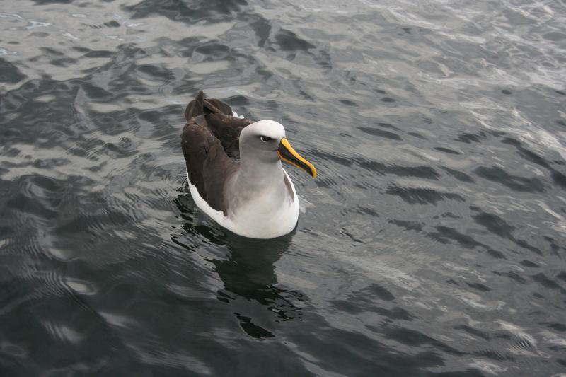 Buller's Albatross (Thalassarche bulleri) floating; DISPLAY FULL IMAGE.