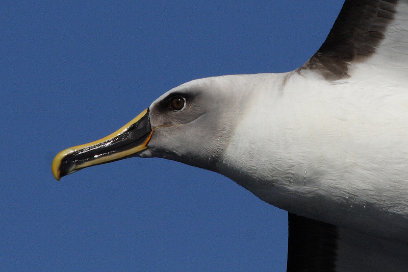 Buller's Albatross (Thalassarche bulleri) in flight; DISPLAY FULL IMAGE.