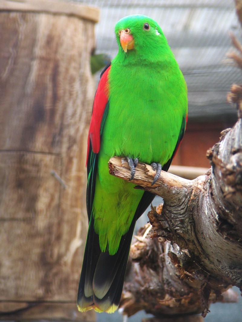 Red-winged Parrot (Aprosmictus erythropterus) - Wiki; DISPLAY FULL IMAGE.