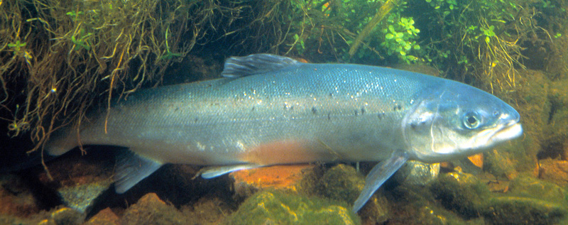 Salmon (Family: Salmonidae) - Wiki; DISPLAY FULL IMAGE.