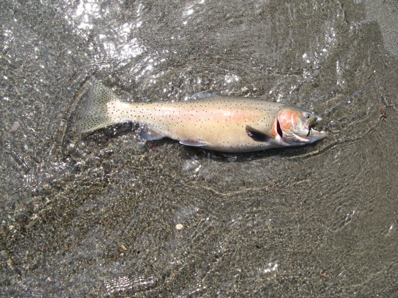 Lahontan Cutthroat Trout (Oncorhynchus clarki henshawi) - Wiki; DISPLAY FULL IMAGE.