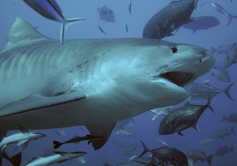 Tiger Shark (Galeocerdo cuvier) - Wiki; DISPLAY FULL IMAGE.
