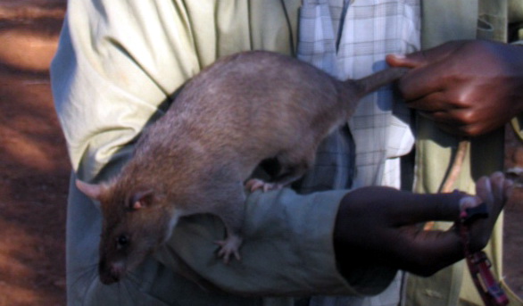 Gambian Pouch Rat (Cricetomys gambianus) - Wiki; Image ONLY