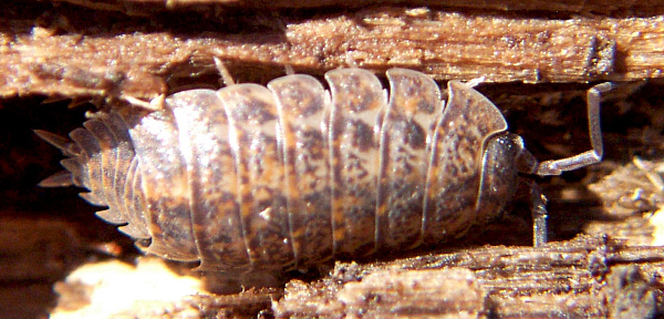 Common Rough Woodlouse (Porcellio scaber) - Wiki; Image ONLY