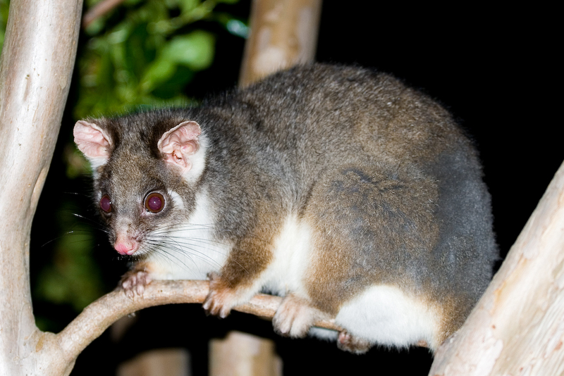 Pygmy Possum (Family: Burramyidae) - Wiki; DISPLAY FULL IMAGE.