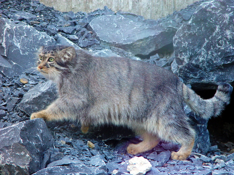 Pallas's Cat (Otocolobus manul) - Wiki; DISPLAY FULL IMAGE.