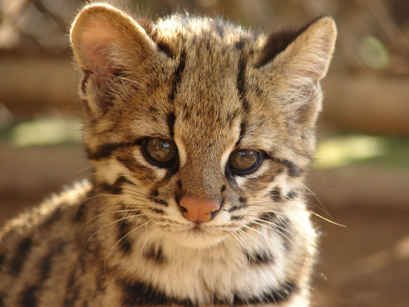 Little Spotted Cat, Oncilla (Leopardus tigrinus) - Wiki; DISPLAY FULL IMAGE.