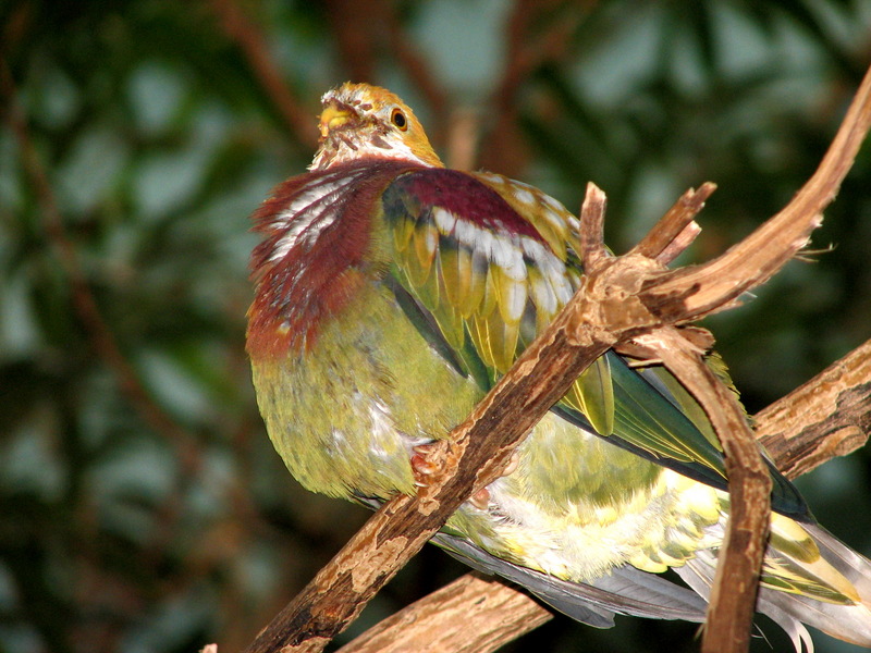 Ornate Fruit-dove (Ptilinopus ornatus) - Wiki; DISPLAY FULL IMAGE.