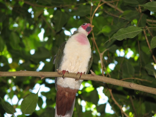 Jambu Fruit-dove (Ptilinopus jambu) - Wiki; Image ONLY