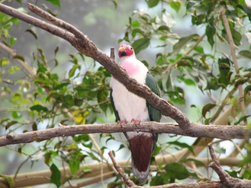 Fruit-dove (Genus: Ptilinopus) - Wiki; Image ONLY