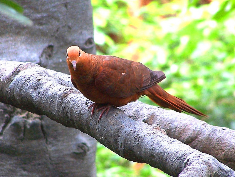 Ruddy Cuckoo-dove (Macropygia emiliana) - Wiki; DISPLAY FULL IMAGE.