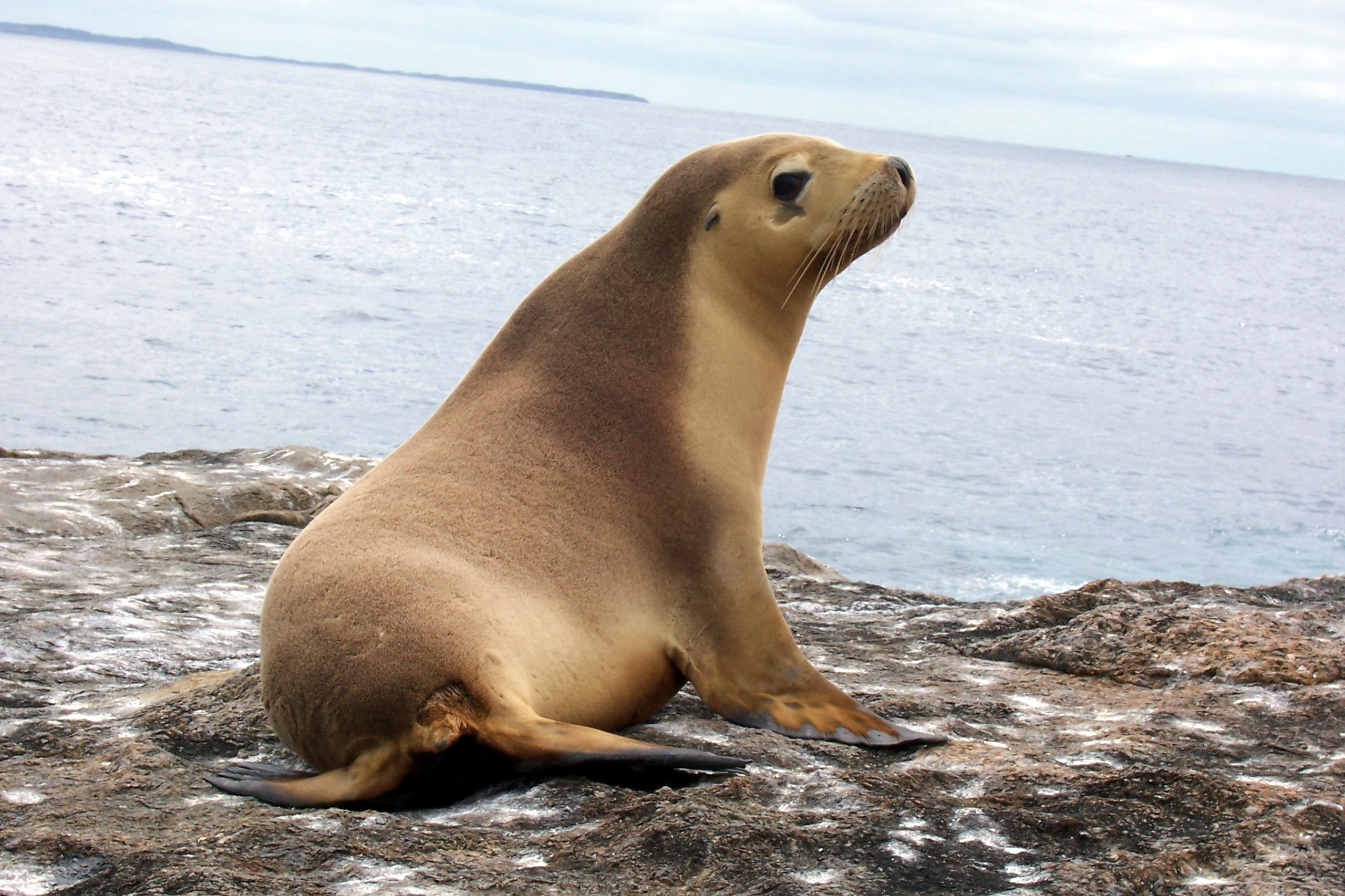 Eared Seals Family Otariidae; fur seals and sea lions   Wiki