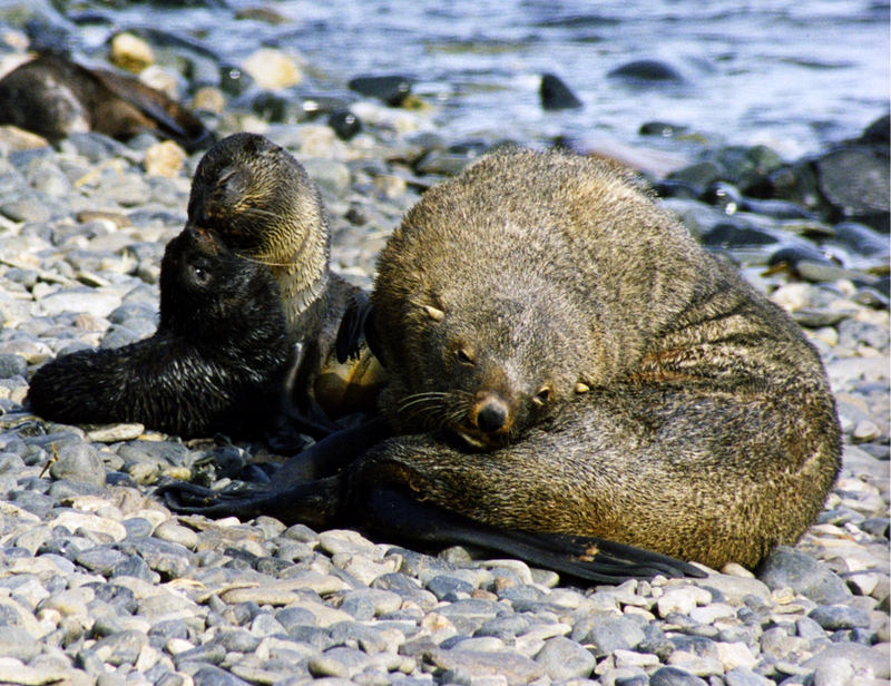 Antarctic Fur Seal (Arctocephalus gazella) - Wiki; DISPLAY FULL IMAGE.