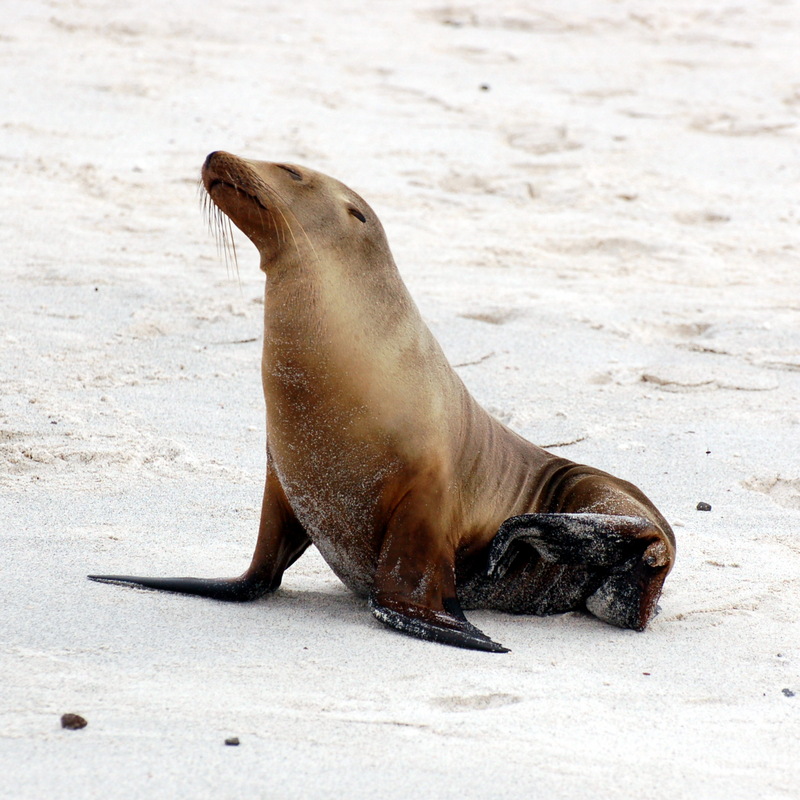 Galapagos Fur Seal (Arctocephalus galapagoensis) - Wiki; DISPLAY FULL IMAGE.