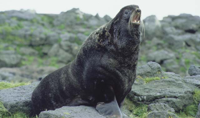 Northern Fur Seal (Callorhinus ursinus) - Wiki; Image ONLY