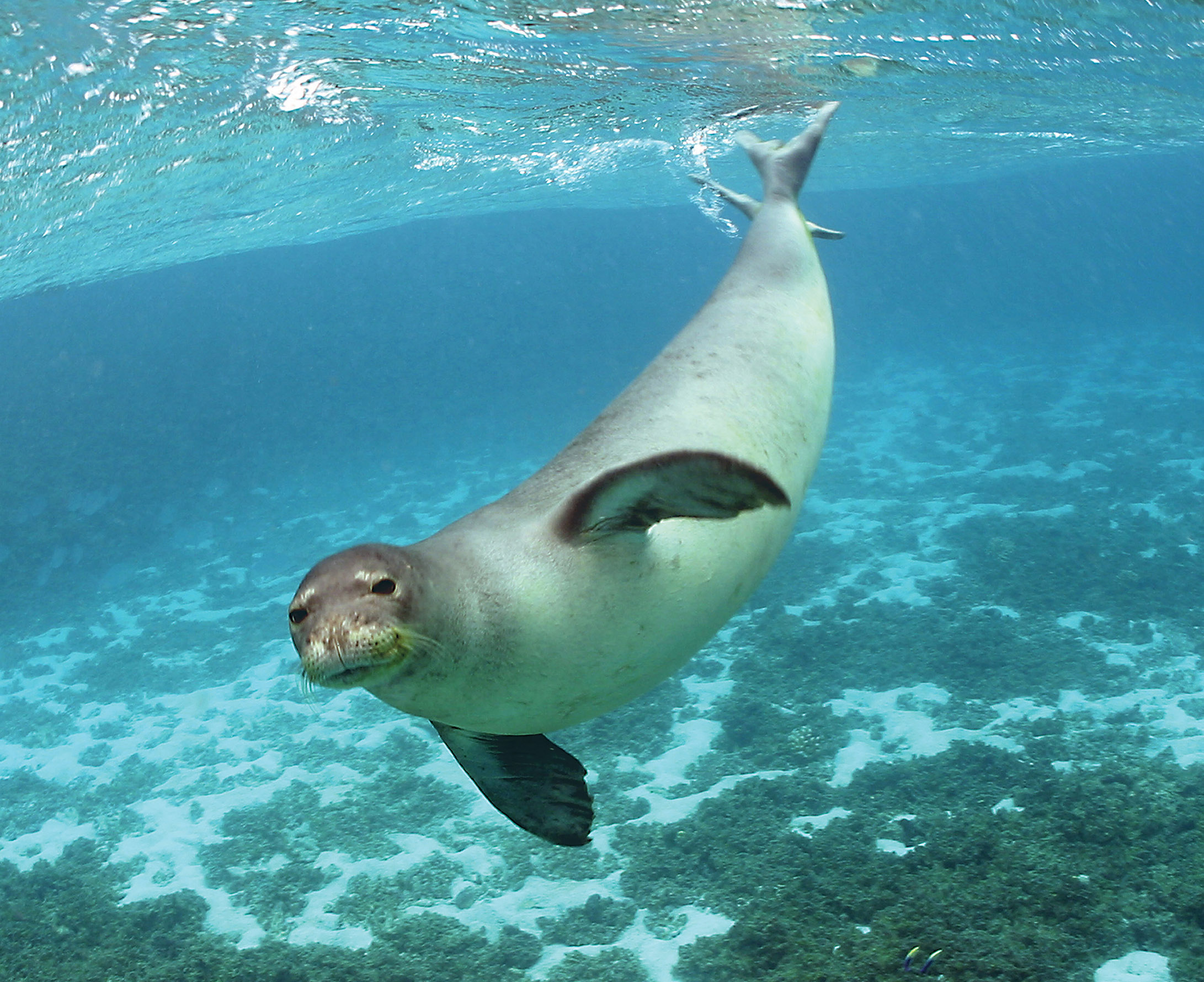 Hawaiian Monk Seal (Monachus schauinslandi) - Wiki; Image ONLY