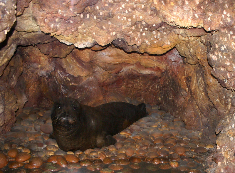 Mediterranean Monk Seal (Monachus monachus) - Wiki; DISPLAY FULL IMAGE.