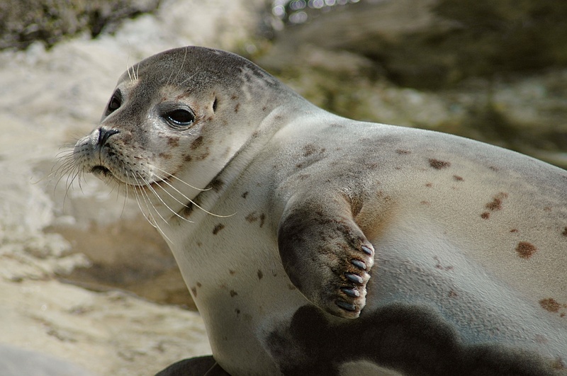 Common Seal, Harbor Seal (Phoca vitulina) - Wiki; DISPLAY FULL IMAGE.