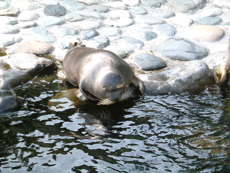 Nerpa or Baikal Seal (Pusa sibirica) - Wiki; DISPLAY FULL IMAGE.